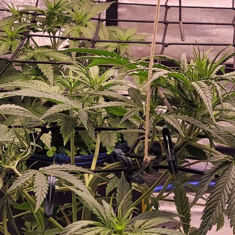 Gelato growlog timeline photo