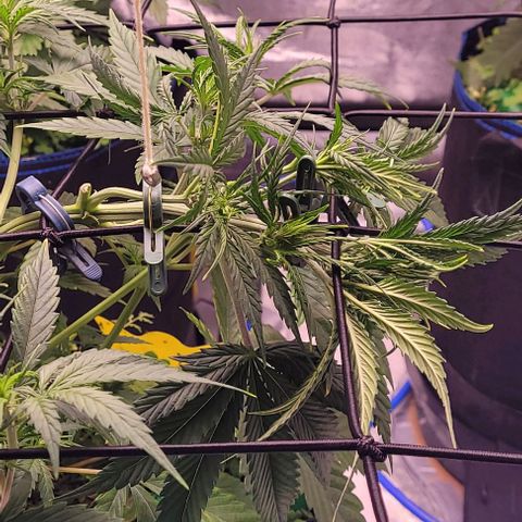 Gelato growlog photo: Die ist nun wieder mit den Spitzen neu am Netz fixiert