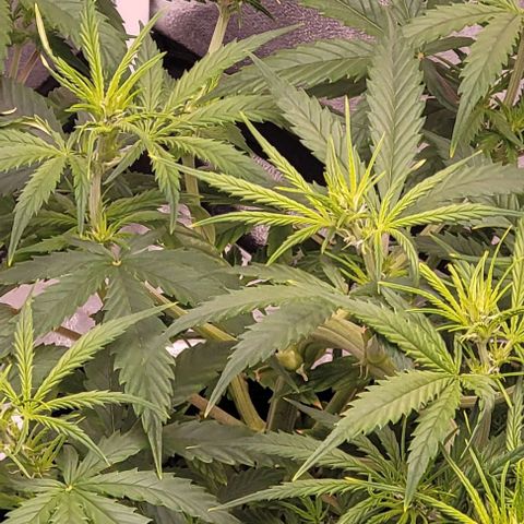 Gelato growlog timeline photo