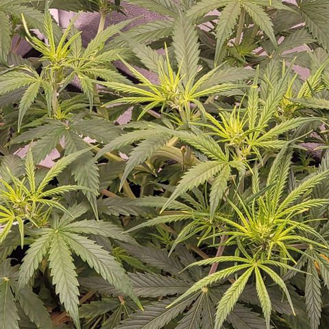 Gelato growlog timeline photo