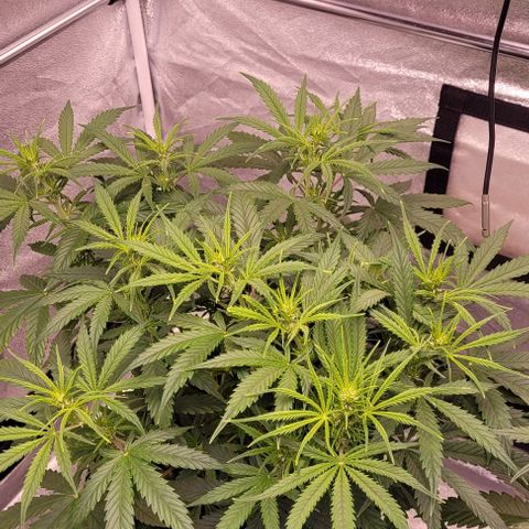Gelato growlog timeline photo
