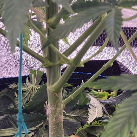 Gelato growlog photo: Nun etwa Zart gelolli poppt