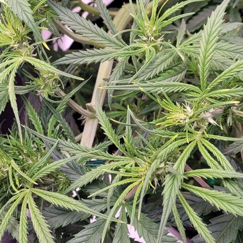 Gelato growlog photo: Ihr wurde die obere Hälfte vom Stamm gebogen um alle auf eine Höhe zu halten
