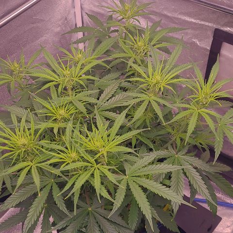 Gelato growlog timeline photo