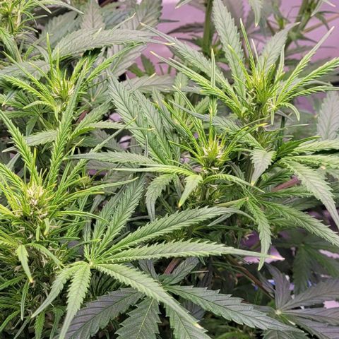 Gelato growlog timeline photo