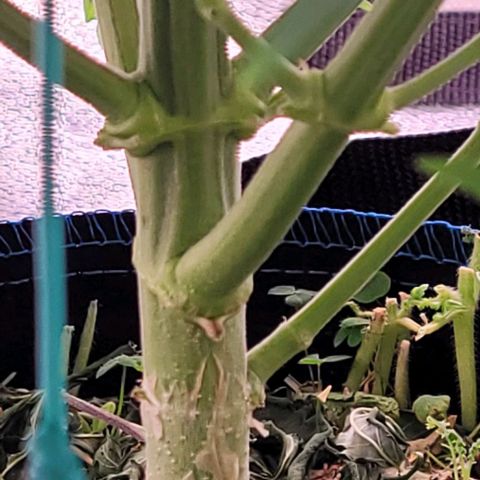Gelato growlog timeline photo