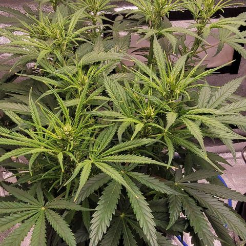 Gelato growlog timeline photo
