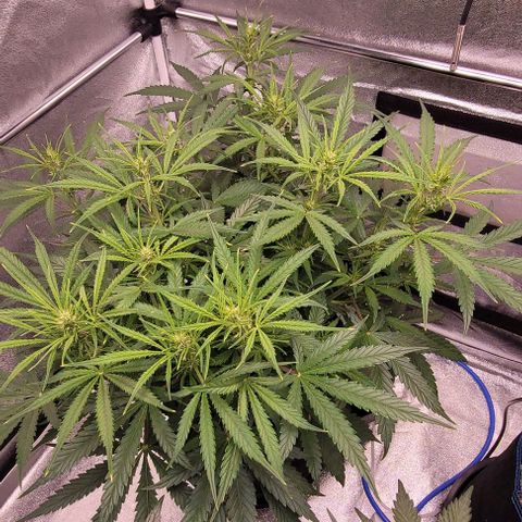 Gelato growlog timeline photo
