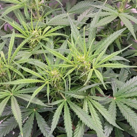 Gelato growlog timeline photo