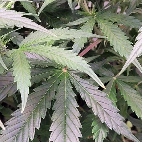 Gelato growlog timeline photo