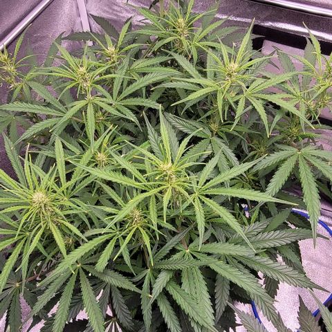 Gelato growlog timeline photo