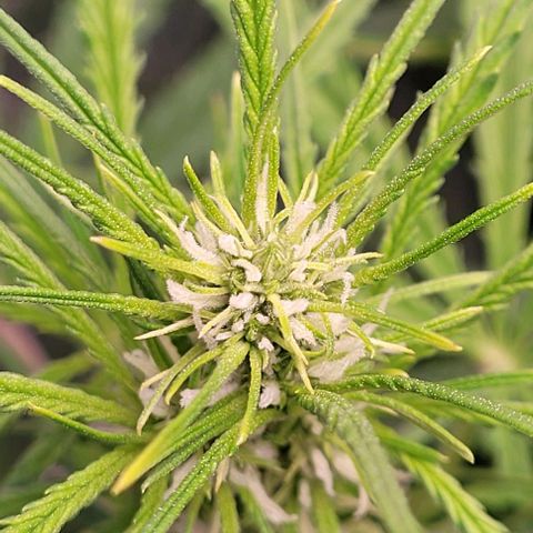 Gelato growlog timeline photo