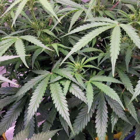 Gelato growlog timeline photo