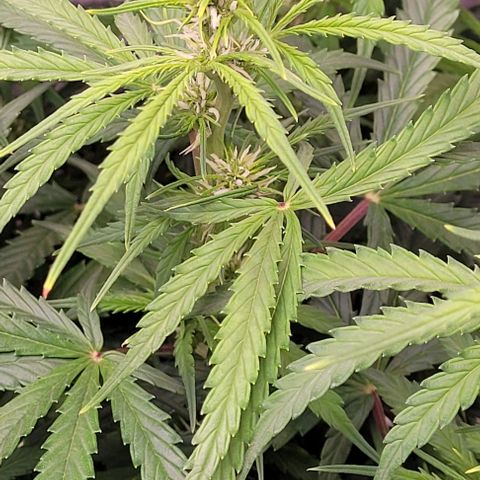 Gelato growlog timeline photo