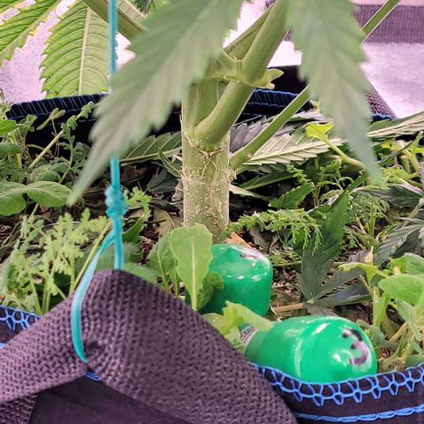 Gelato growlog timeline photo