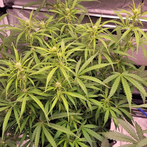 Gelato growlog timeline photo