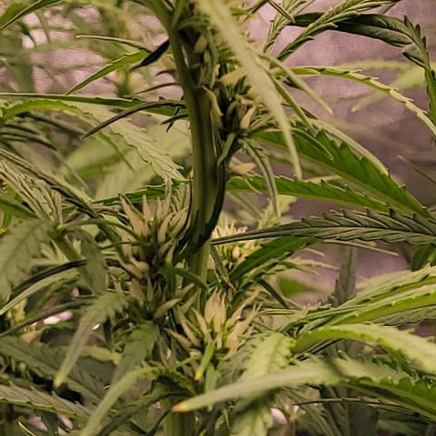 Gelato growlog timeline photo
