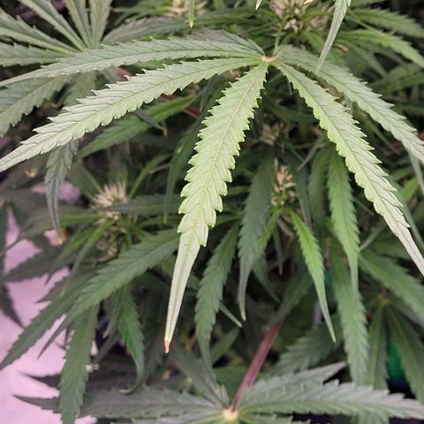 Gelato growlog timeline photo