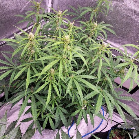 Gelato growlog timeline photo