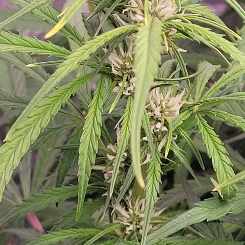 Gelato growlog timeline photo