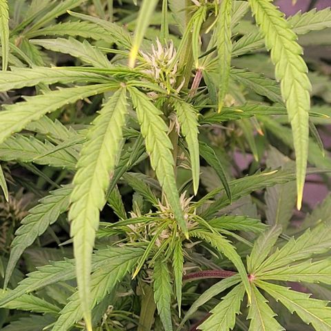 Gelato growlog timeline photo