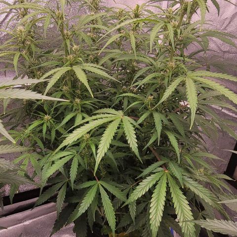 Gelato growlog timeline photo