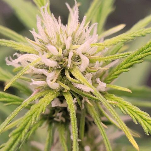 Gelato growlog timeline photo