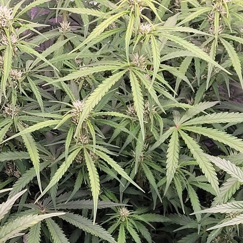 Gelato growlog timeline photo