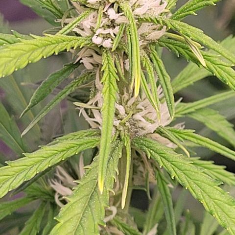 Gelato growlog timeline photo