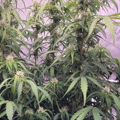 Gelato growlog timeline photo