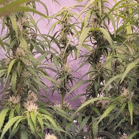 Gelato growlog timeline photo