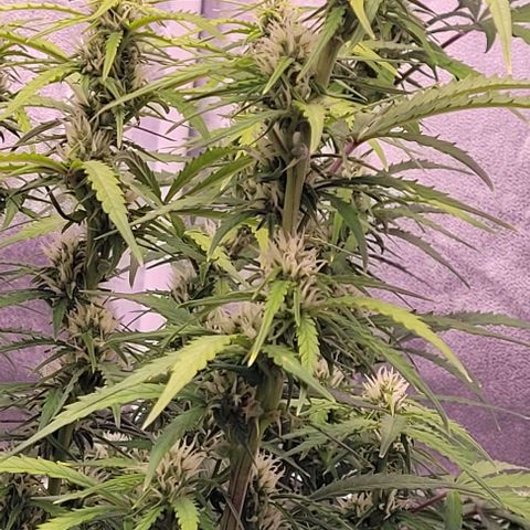 Gelato growlog timeline photo