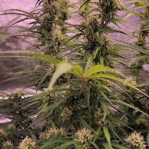 Gelato growlog timeline photo
