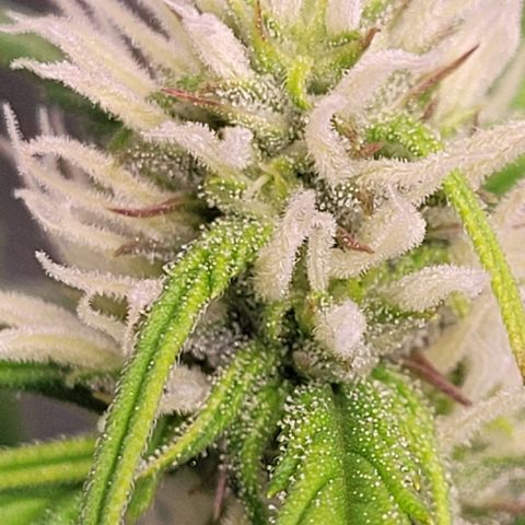 Gelato growlog timeline photo