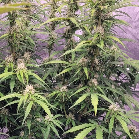 Gelato growlog timeline photo