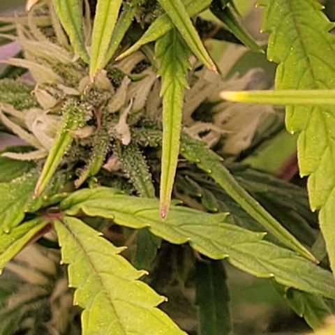 Gelato growlog timeline photo