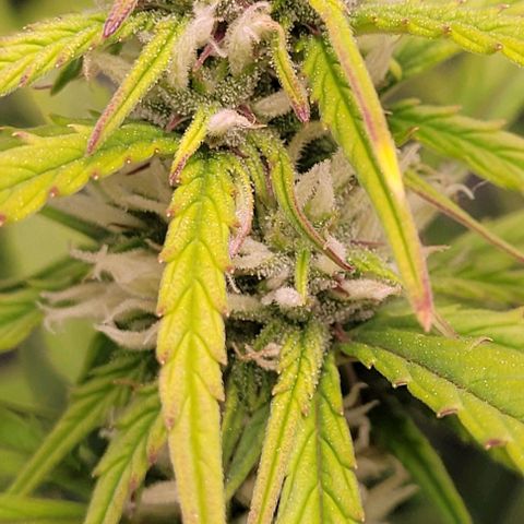 Gelato growlog timeline photo