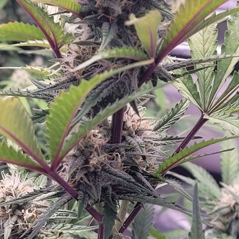 Super Paule Lemon Hase #2 growlog timeline photo