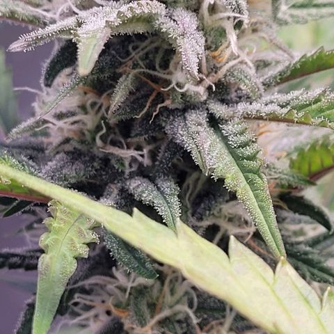 Super Paule Lemon Hase #2 growlog timeline photo