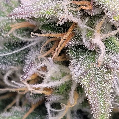 Super Paule Lemon Hase #2 growlog timeline photo