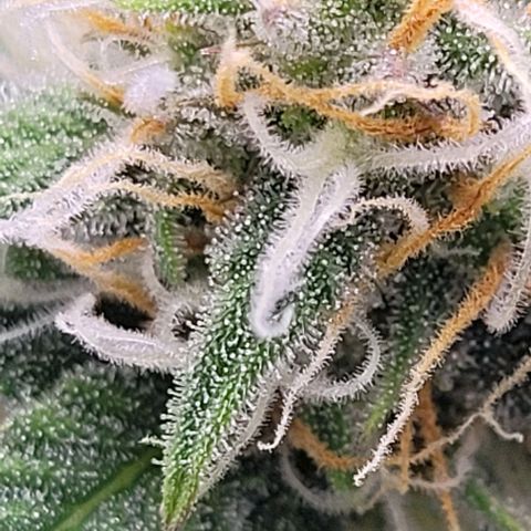 Super Paule Lemon Hase #2 growlog timeline photo