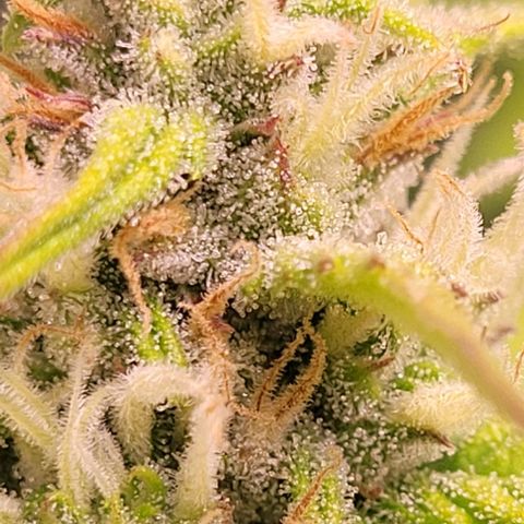 Gelato growlog timeline photo