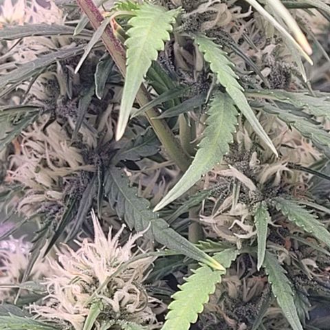 Gelato growlog timeline photo
