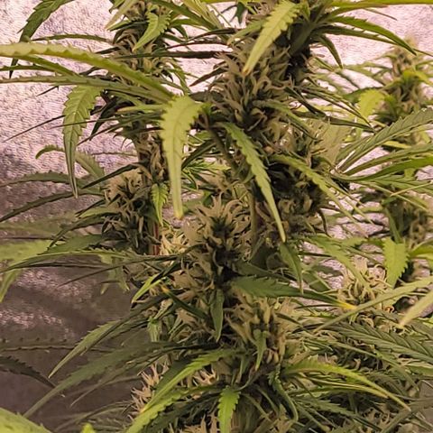 Gelato growlog timeline photo
