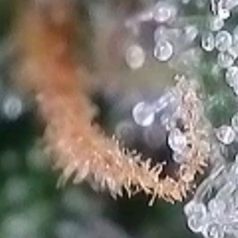 Super Paule Lemon Hase #1 growlog timeline photo