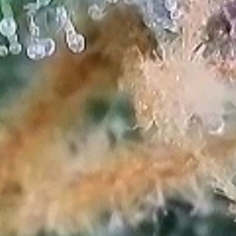 Super Paule Lemon Hase #1 growlog timeline photo