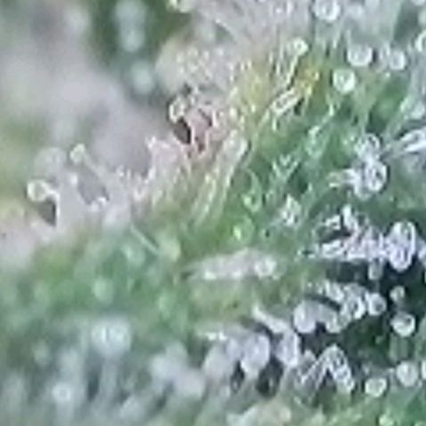 Super Paule Lemon Hase #1 growlog timeline photo