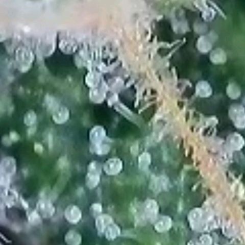 Super Paule Lemon Hase #1 growlog timeline photo