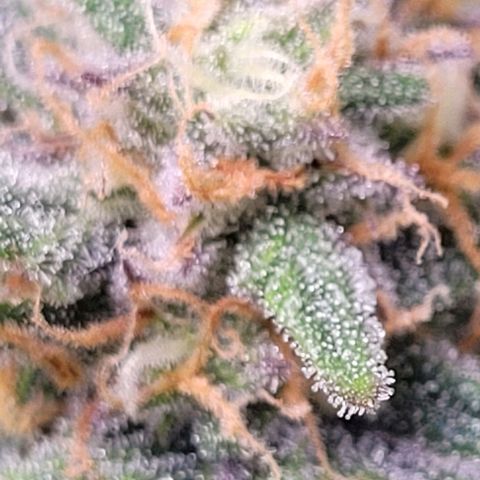 Super Paule Lemon Hase #1 growlog timeline photo