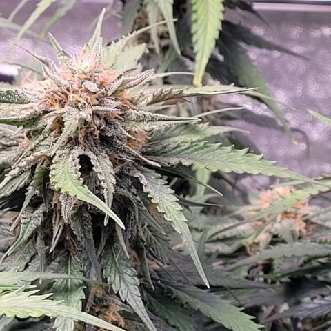 Super Paule Lemon Hase #1 growlog timeline photo